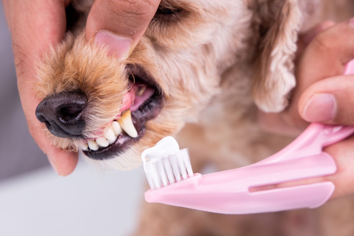 Brushing techniques for a dog’s teeth